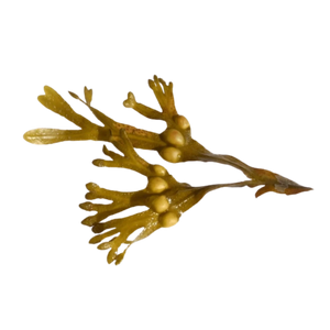 Bladderwrack